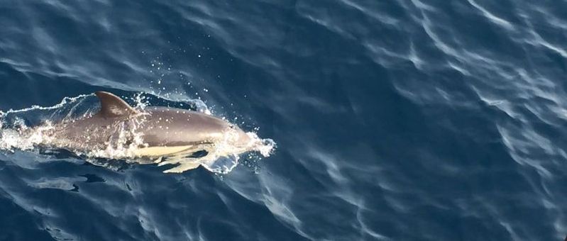 delfin 2